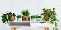 Descubra quais plantas trazem energias positivas ou negativas  Foto: Shutterstock / Alto Astral