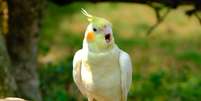 As características únicas dos pássaros cativam os tutores Foto: Fastview | Shutterstock / Portal EdiCase