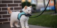 Os gatos devem usar coleira? Entenda Foto: Shutterstock / Alto Astral