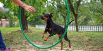 Cachorro sendo adestrado  Foto: Violetastock/iStock