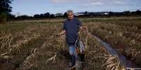 Agricultor exibe colheita de milho perdida nas enchentes que atingiram o Rio Grande do Sul  Foto: DW / Deutsche Welle