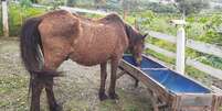 Cavalo Pé de Pano é adotado por família de MG Foto: