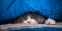Gato se escondendo pode ser sinal de estresse  Foto: Shutterstock / Alto Astral