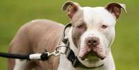 Os cães American Bully XL estiveram envolvidos em uma série de ataques  Foto: PA MEDIA / BBC News Brasil