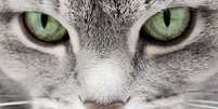 Descubra como os gatos enxergam  Foto: Shutterstock / Alto Astral