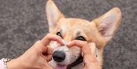 A umidade no focinho do cachorro ajuda na sensibilidade do olfato Foto: tanya.asfir | Shutterstock / Portal EdiCase