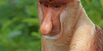 Macaco-narigudo (Nasalis larvatus)  Foto: Wikicommons