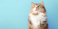 Descubra quanto tempo vive um gato  Foto: Shutterstock / Alto Astral