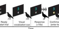 Corvos são ensinados a contar de um a quatro, como crianças pequenas (Imagem: Liao et al., 2024/Science)  Foto: Canaltech