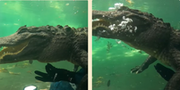 Biólogo interage com crocodilo e imagens impressionam  Foto: Reprodução/Instagram/Christopher Gillette