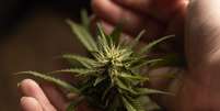 Estudo revela potencial da cannabis para tratar questões de saúde mental  Foto: Shutterstock / Saúde em Dia