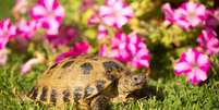Algumas espécies de tartarugas e jabutis podem ser criadas em casa  Foto: Vera Zinkova | Shutterstock / Portal EdiCase