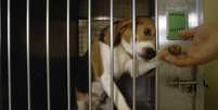 Empresa nos EUA que fornece cães para testes em laboratório é condenada a pagar mais de R$ 100 milhões por maus-tratos a animais Foto: Reprodução/Getty Images