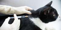 Manter a vacinação dos pets em dia reduz riscos de doenças  Foto: Shutterstock / Alto Astral
