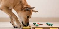 Estudo indica que cães entendem palavras  Foto: Shutterstock / Alto Astral