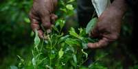 A produção de coca na Colômbia e no Peru atingiu máximas históricas em 2022  Foto: Getty Images / BBC News Brasil