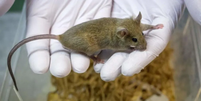 Rato usado em teste de laboratório  Foto: Getty Images / BBC News Brasil