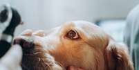 Cães e gatos também estão sujeitos às doenças oculares  Foto: Gorodenkoff | Shutterstock / Portal EdiCase