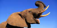 Pesquisa sugere que elefantes têm capacidade só vista em humanos Foto: Getty Images / BBC News Brasil