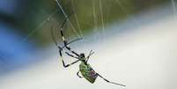 Aranha se espalha pelos EUA Foto: David Madison