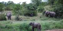Estudo analisou comportamento dos elefantes Foto: Anadolu