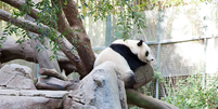 A China está renovando a sua diplomacia dos pandas?  Foto: Getty Images / BBC News Brasil