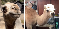 Albert é um camelo que foi resgatado em 2022, após não ser amamentado pela sua mãe; atualmente ele vive em uma fazenda familiar e santuário de animais na Califórnia, nos EUA.   Foto: Montagem/Reprodução/Redes Sociais