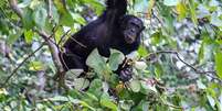 A equipe de pesquisadores observou os chimpanzés para descobrir o que os animais procuravam para comer  Foto: ELODIE FREYMAN / BBC News Brasil