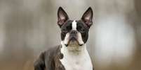 O cachorro boston terrier é amigável e companheiro  Foto: BIGANDT.COM | Shutterstock / Portal EdiCase