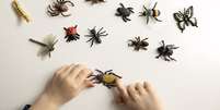'Planeta é dos insetos, nós somos minoria': especialista defende convívio entre espécies e humanos  Foto: Getty Images