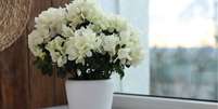 Essas plantas de inverno vão ficar ótimas na sua casa na estação  Foto: Shutterstock / Alto Astral