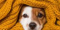 Saiba como cuidar da saúde dos pets no inverno  Foto: Shutterstock / Alto Astral