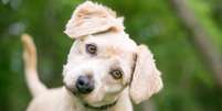 Cachorros têm o hábito de inclinar a cabeça para o lado, algo considerado fofo para muitos tutores Foto: Mary Swift | Shutterstock / Portal EdiCase