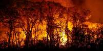 Os incêndios no Pantanal atingiram um nível sem precedentes em 2024 e com danos já superiores a 2020; o desastre ameaça a biodiversidade  Foto: Joédson Alves / Agência Brasil / Perfil Brasil