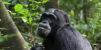 Primatas aprenderam a usar ervas medicinais para tratar doenças e ferimentos  Foto: Divulgação/Elodie Freymann