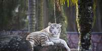 Adeus, tigre branco: zoológico do Beto Carrero foi fechado e espécies estão sendo transferidas Foto: Divulgação/Divulgação / Viagem e Turismo