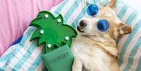 Saiba como cuidar dos pets nas férias  Foto: Shutterstock / Alto Astral