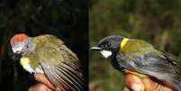 Ave-de-cabeça-ruiva (Aleadryas rufinucha) e assobiador-regente (Pachycephala schlegelii) Foto: Reprodução/New Guinea Birds