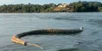 Cobra gigante morta é vista durante passeio de barco: 'Para quem gosta de banhar no lago  Foto: Reprodução/Redes Sociais 