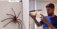 Casal de brasileiros acha aranha 'gigante' em banheiro na Austrália  Foto: Reprodução/Redes sociais / Perfil Brasil