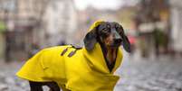 As roupas ajudam a manter o cachorro aquecido no inverno Foto: Masarik | Shutterstock / Portal EdiCase