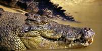 O Território do Norte australiano abriga mais crocodilos-de-água-salgada do que qualquer outro lugar do mundo Foto: Getty Images / BBC News Brasil