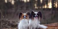 Raças de cachorros pequenos encantam por seu tamanho e fofura Foto: Nikaletto | Shutterstock / Portal EdiCase