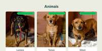 Site "Adoters" disponibiliza fotos dos pets resgatados no RS que podem ser adotados  Foto: Reprodução/Instituto Ampara Animal