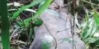 Mulher desaparecida é encontrada dentro de cobra píton de nove metro; caso ocorreu em junho na Indonésia  Foto: Reprodução