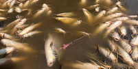 Milhares de peixes apareceram mortos em trecho do Rio Piracicaba, no interior de São Paulo  Foto: Arquivo Pessoal