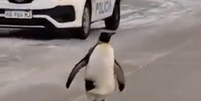 Pinguim é visto caminhando pelas ruas de cidade argentina  Foto: Reprodução/MetSul