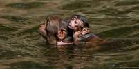 Macacos se refrescam em lago em templo em Kathmandu, no Nepal Foto: DW / Deutsche Welle