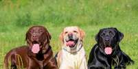 O labrador retriever é uma das raças de cachorro mais populares do mundo  Foto: Rosa Jay | Shutterstock / Portal EdiCase