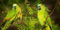Os papagaios são animais que chamam atenção pela beleza e inteligência Foto: Ondrej Prosicky | Shutterstock / Portal EdiCase